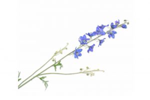 Cành hoa Delphinium màu xanh 135497S