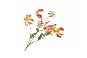 Cành hoa Gloriosa YLL/PNK 139889S