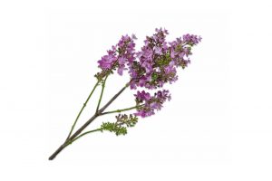 Cành hoa Lilac Fuchsia 131980S