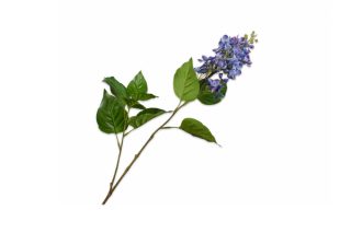 Cành hoa Lilac trang trí