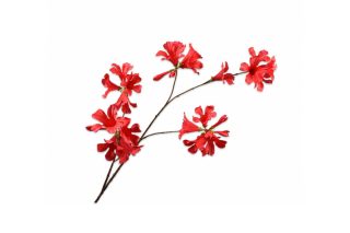 Cành hoa Mandevilla