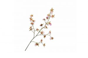 Cành hoa Orchid GRN/PNK 139713S