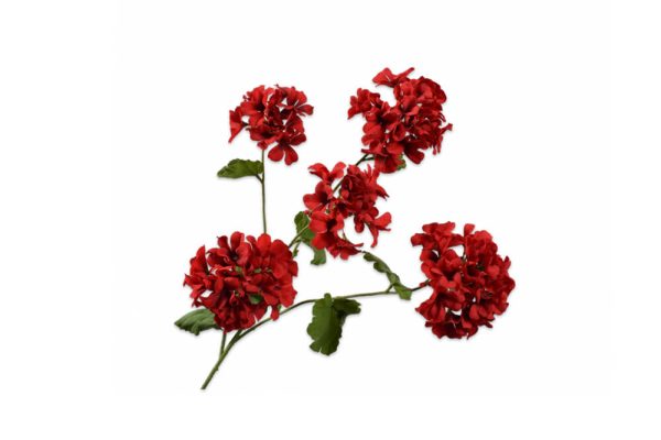 Cành hoa Pelargonium