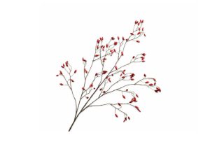 Cành hoa Rosehip