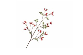 Cành hoa Rosehip màu đỏ