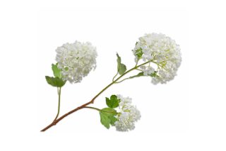 Cành hoa Snowball màu trắng 123374S