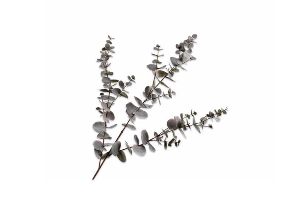 Cành lá Eucalyptus grey trang trí