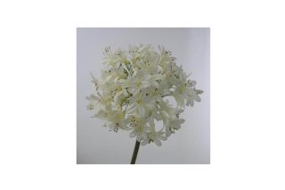 Hoa Thanh Anh màu trắng