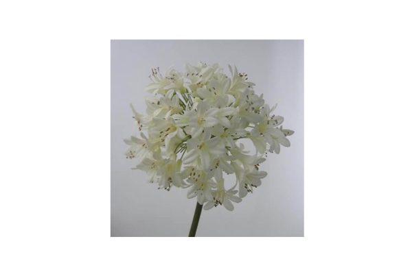 Hoa Thanh Anh màu trắng