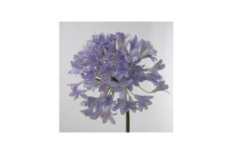 Hoa Thanh Anh màu xanh