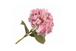 Hoa cẩm tú cầu Stem màu hồng 135853S