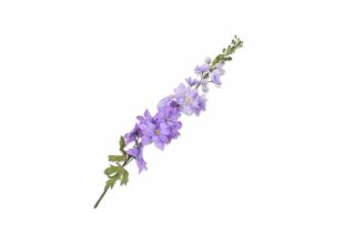 Hoa Delphininum Stem màu tím 139031S