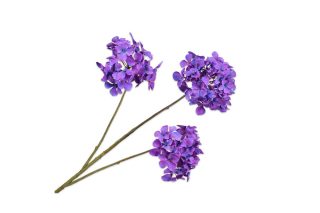 Cành hoa cẩm tú cầu