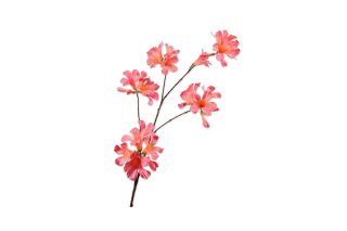 Cành hoa Mandevilla màu hồng