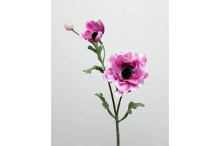 Hoa Anemone lavander cao 40cm