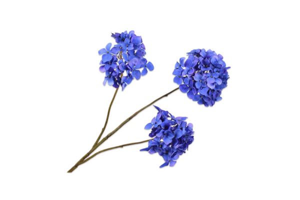 Cành hoa blossom lavend