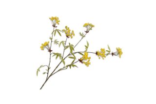 Cành hoa maple màu vàng