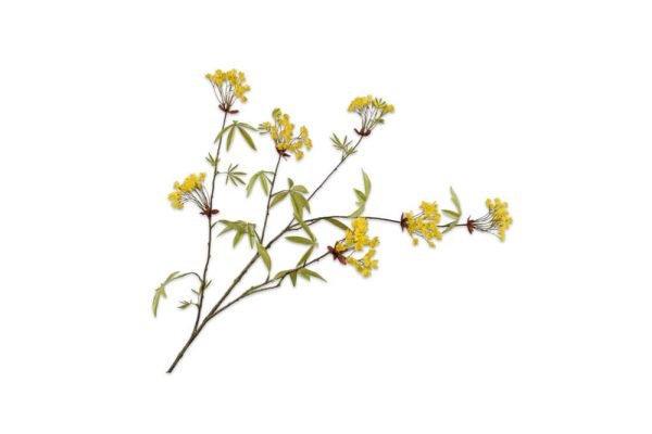 Cành hoa maple màu vàng