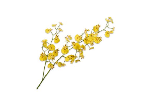 Cành hoa Orchid màu vàng 78cm