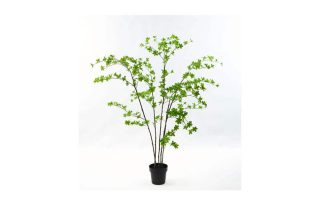 Cây Plant green 152cm