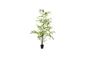 Cây Plant green 259cm