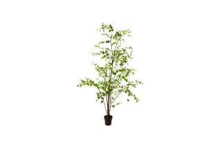Cây Plant green 259cm
