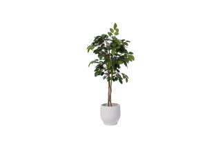 Cây ficus banian 180cm 164144c
