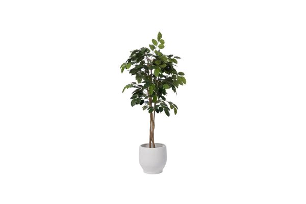 Cây ficus banian 180cm 164144c