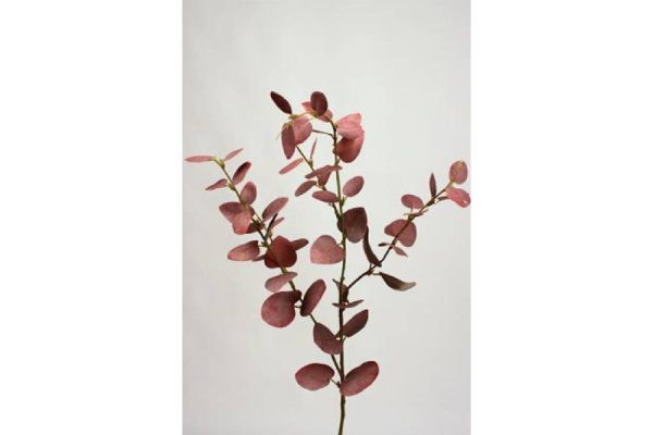 Cành lá eucalyptus h80-973420v