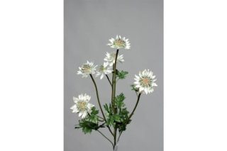 Cành hoa astrantia 66cm 976610v