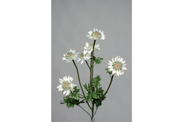 Cành hoa astrantia 66cm 976610v