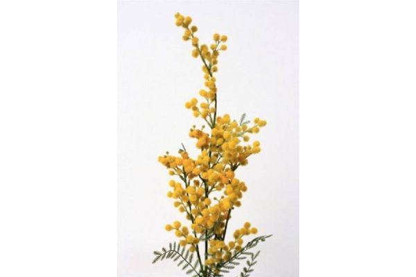 Cành hoa mimosa 77cm 96699v