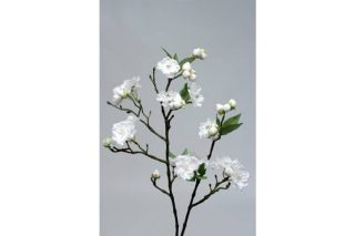 Cành hoa peach blossom wh 975260v