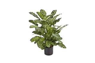 Cây calathea 78cm 983520v