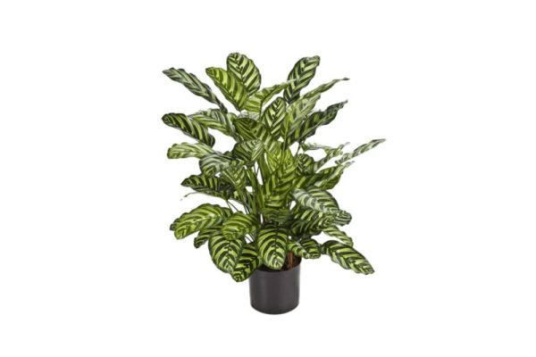 Cây calathea 78cm 983520v