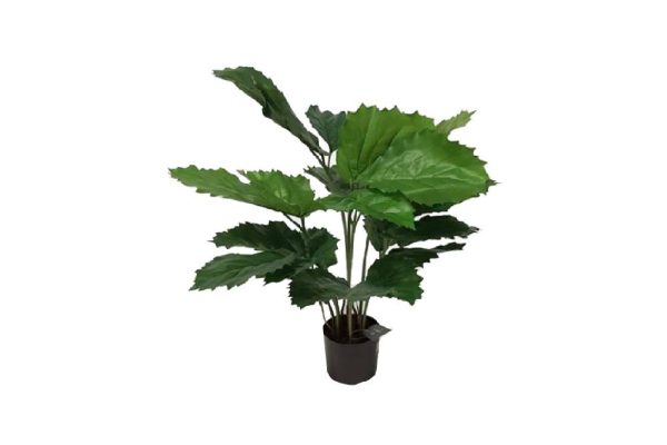 Cây tetrastigma 46cm 9837902v