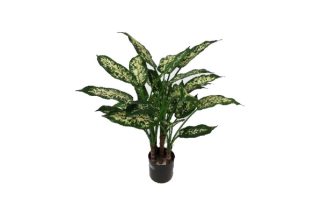 Cây dieffenbachia cabdida 60cm 9837905v