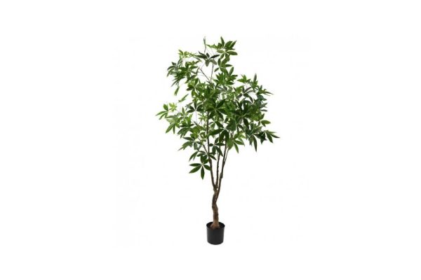 Cây pachira 210cm 150700s