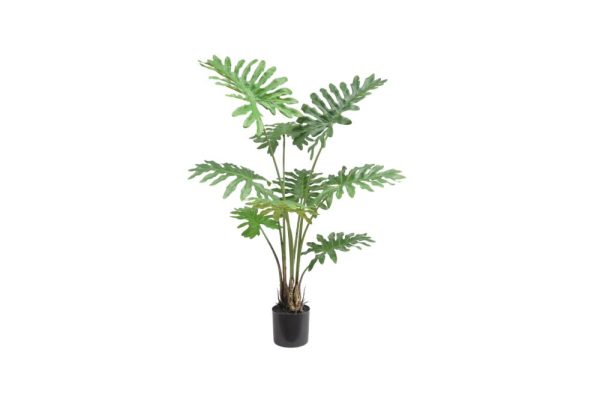 Cây philodendron 115cm 157620s