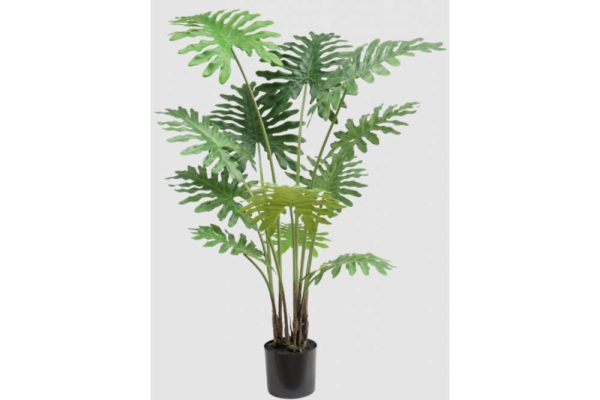 Cây philodendron 130cm 157621s