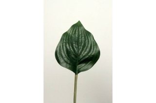 Lá tt hosta 948510v