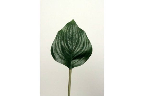 Lá tt hosta 948510v