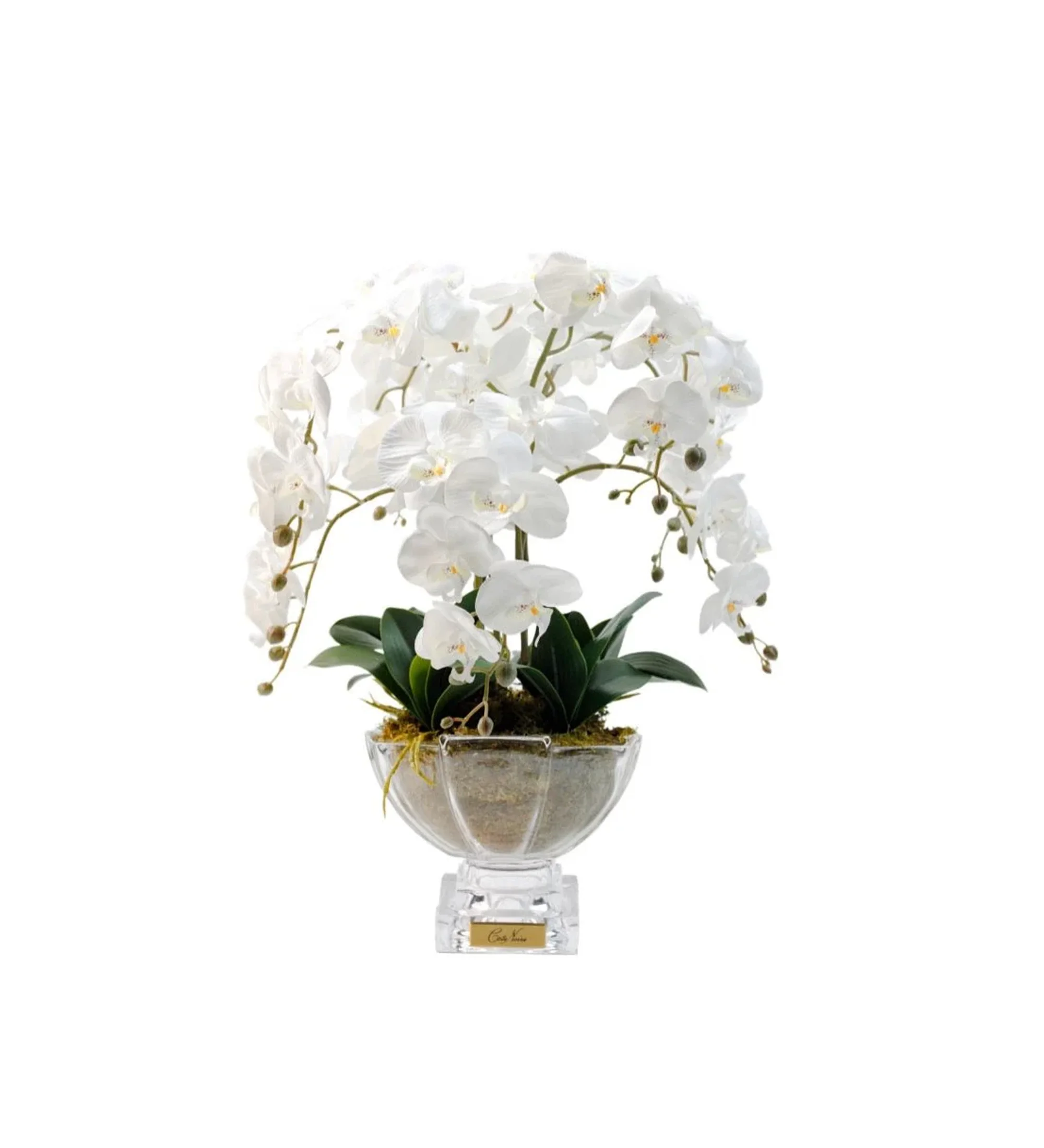 Hoa Tinh Dầu Lan Hồ Điệp Centrepiece Trắng